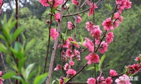 「运势」6月22号，运势畅通，3生肖一顺百顺，生意兴隆，日子扬眉吐气