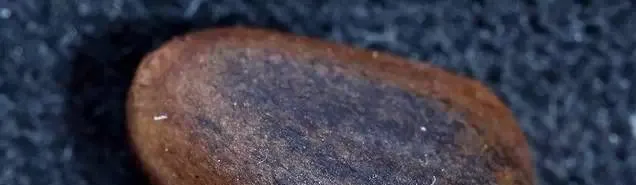 |上次丢葫芦，这次丢俩手串和一对核桃！德云社出了文玩“二货”？