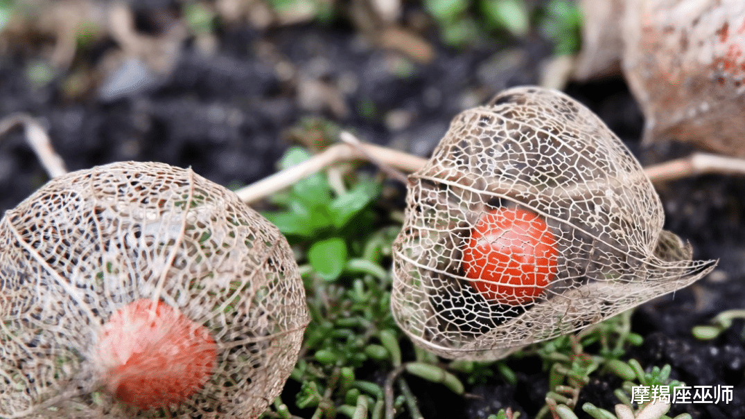 狮子座|11月，前任从未走远，撩拨心弦，爱意执着，难以放弃，再续前缘