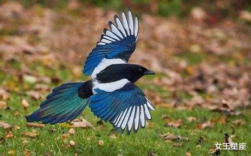 吉星■6月23号，财运鲤鱼跃龙门，一飞冲天，钞票如雨的3大生肖