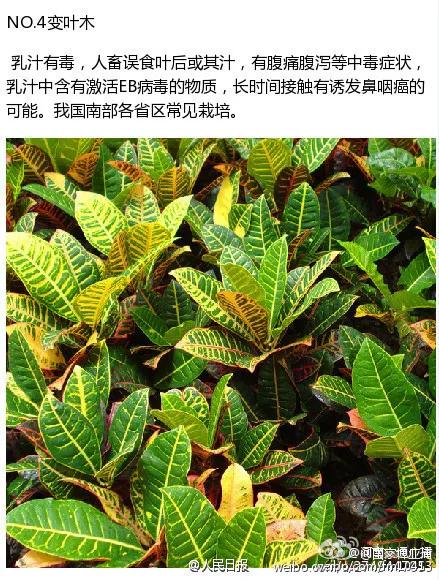 「中毒」紧急提醒！已有4个男孩路边呕吐，一人陷入昏迷！就因为摘了这个吃