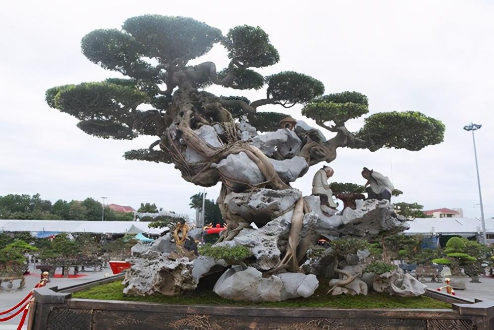 睹图|男子将古树与石头结合制作成盆景,如今有人出价87万都不卖
