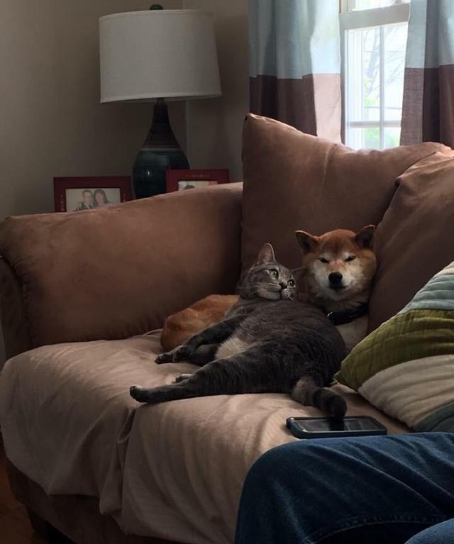 21张搞笑图片告诉你，什么叫做被猫咪支配的恐惧。狗子：我太难了