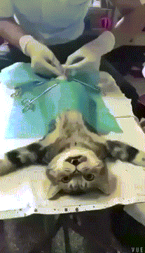 三星|无聊图热榜1006