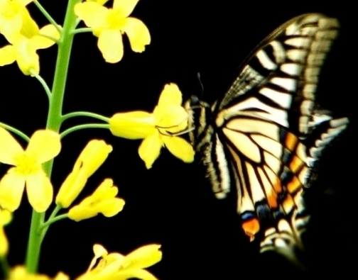 生肖|未来一周，运势上行，4属相好运不断，桃花朵朵开，生活幸福甜蜜