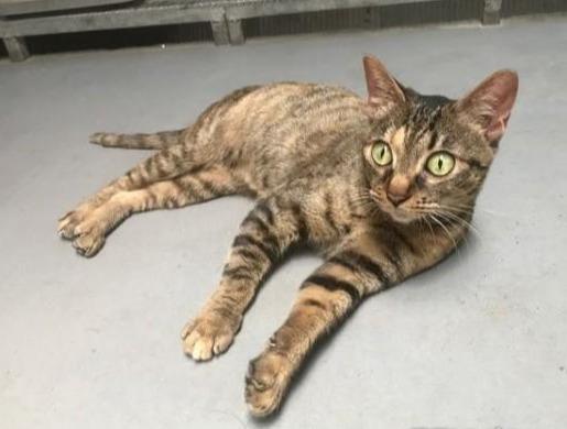 猫咪因为车祸而瘫痪，但依旧有人选择领养它，用爱创造猫咪的奇迹