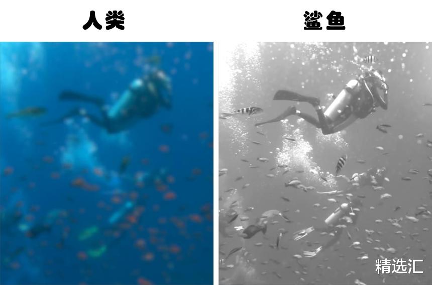 蚊子|动物视角：模拟6种不同的动物眼中所看到的世界