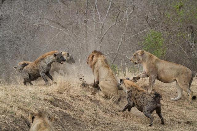 鬣狗|鬣狗PK苏门答腊虎,结果难以想象