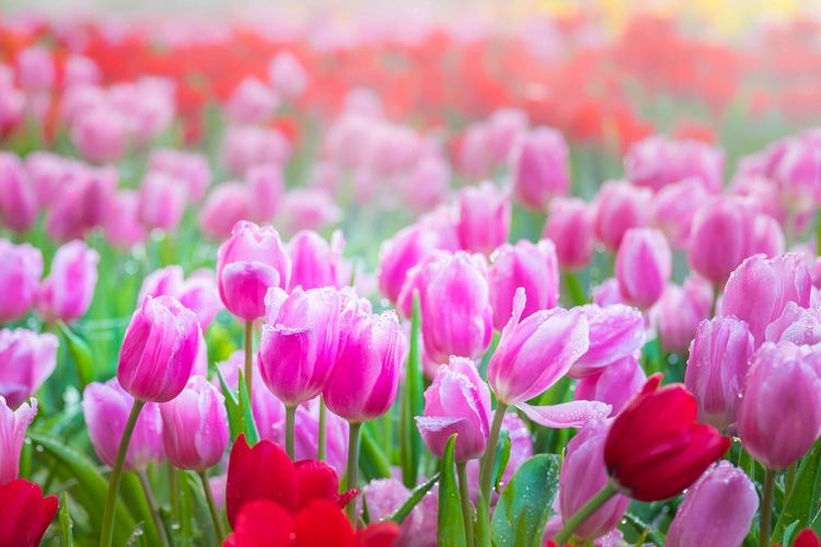 [巨蟹座]7月内，情传千里，青鸟助阵，爱意高涨，有望挽回旧爱的四大星座