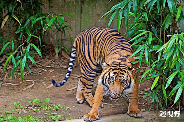 老虎|史上最残忍的老虎，横跨两国疯狂吃人，这是为什么呢？