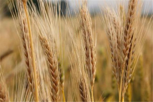 澳大利亚|墙头草？澳大利亚对华态度大转变，之前言论全部推翻