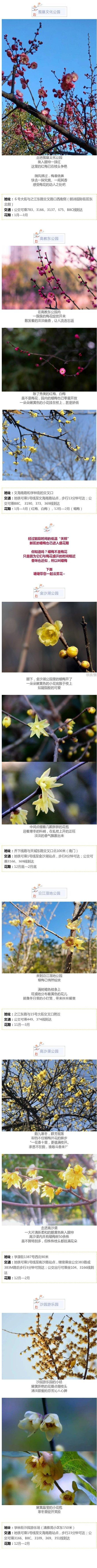 光明网视频 惊艳绽放，“梅”不胜收