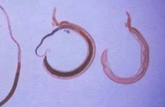 恐龙|远古泰坦巨龙如此强大,为何会毁灭?原来它们倒在这种小生物手中