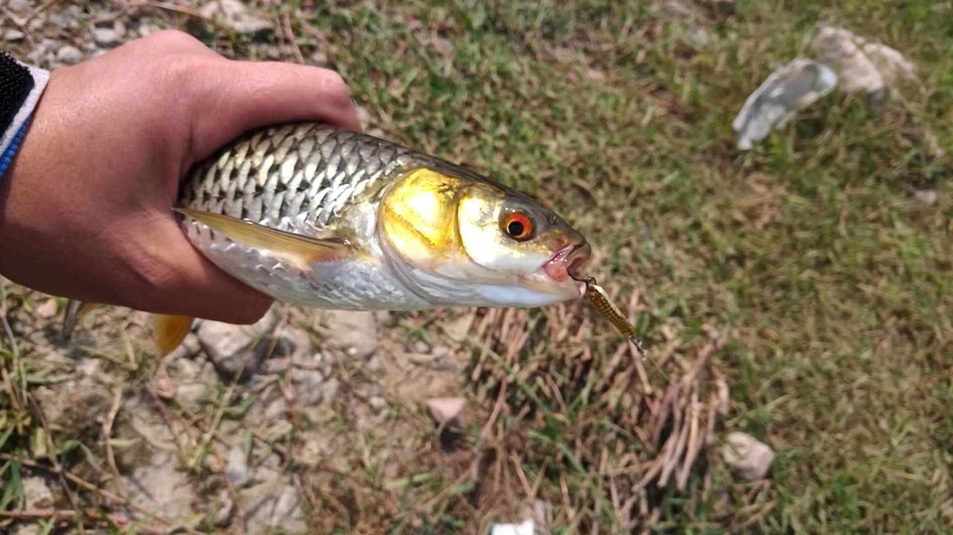 黄河|国庆假期，黄河边钓鱼人扎堆，钓友钓到红眼草鱼