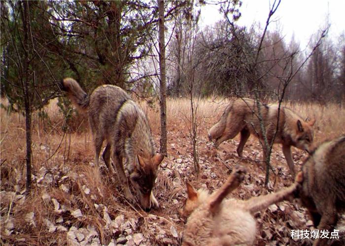 『』如果用手触碰高浓度辐射物,会发生什么?一张纸能救命!