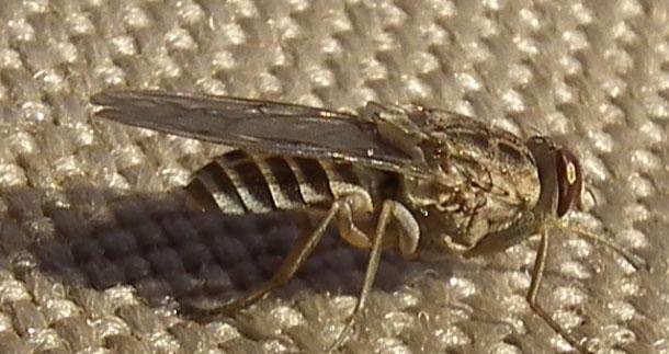 『大象』世界上杀人最多的动物是什么