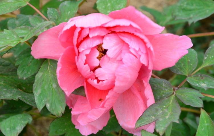 生肖|7月开始财运聚集，接二连三发横财，金财银财如泉涌的生肖