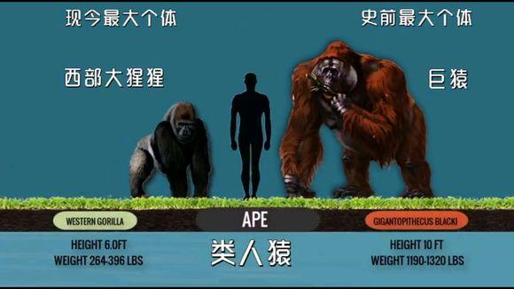 @古今各动物科最大生物对比