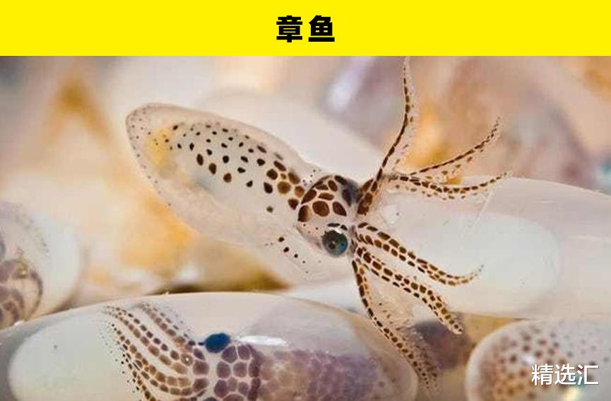 大自然中的5种动物独特的繁殖方式