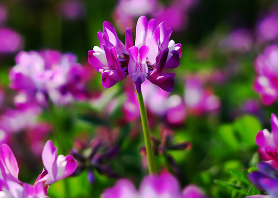 『运势』在6月中旬，4属相吉星高照，运势顺遂，好运源源不断