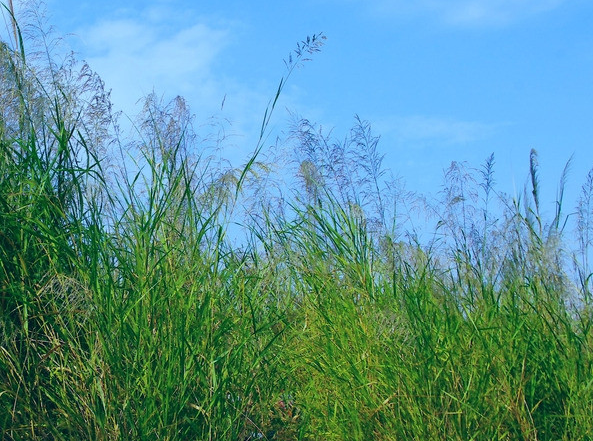 生肖|7月22日开始，吉星关照，4属相鸿运当头，生活美满，越来越幸福