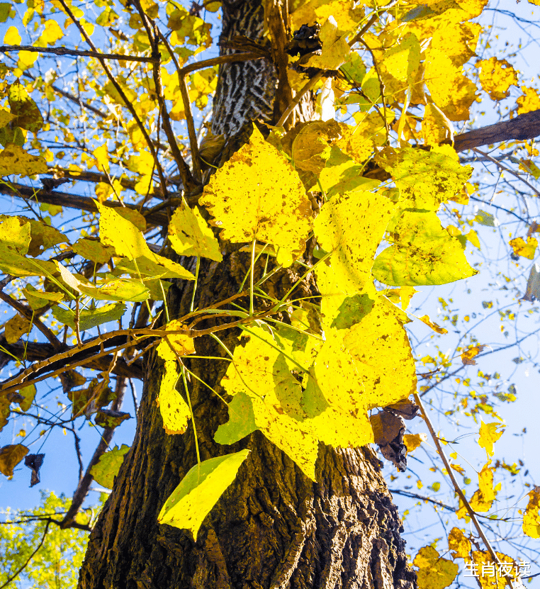 生肖|11月底，浴火重生，爱情重启，3大生肖事业顺遂，姻缘降临