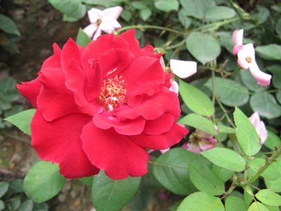 生肖|9月有钱有爱情的3大生肖，财源滚滚，收入上涨，生意“大发特发”