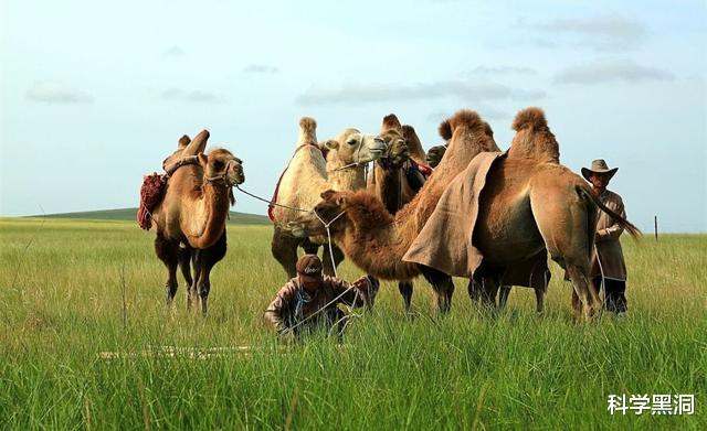骆驼|很少听说骆驼被食肉动物捕杀，难道它们没有天敌吗？