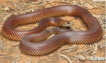 「眼镜王蛇」世界3大恐怖毒蛇，眼镜王蛇只能垫底，还是不要遇到了