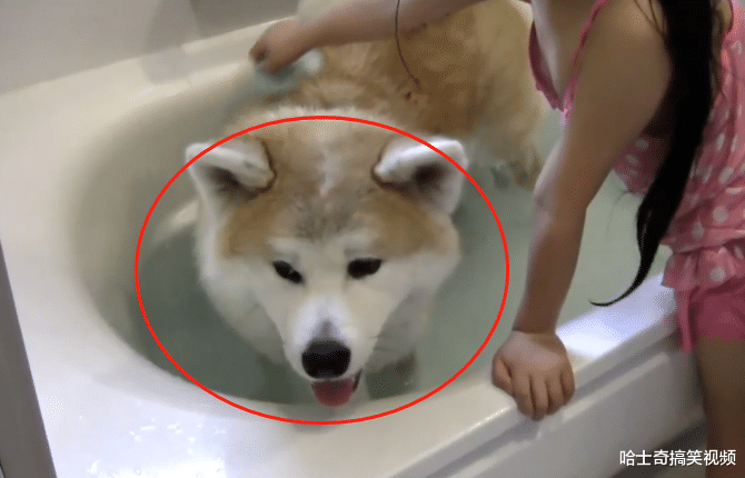 小主人在浴缸里玩，德牧跟秋田犬挤了进来，结果它们悲剧了