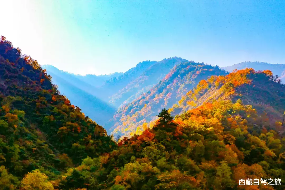 若尔盖|景 | 再过一个月，来看世间醉美的秋天！