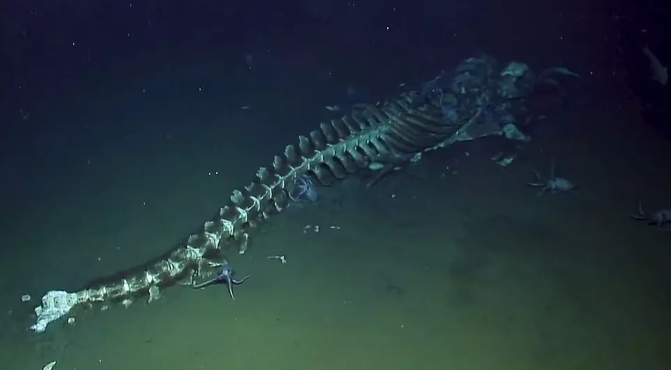 『鲸落』中国南海首次发现鲸落：一鲸落，万物生！这是世界上最浪漫的死亡