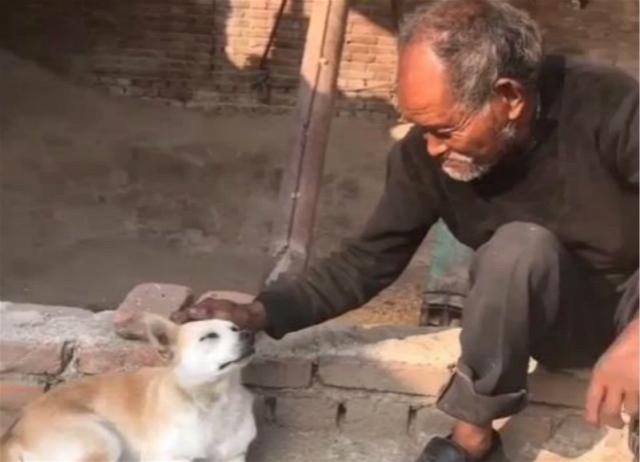 主人身患重病，狗狗静静的陪着主人，直到主人离世才失声痛哭