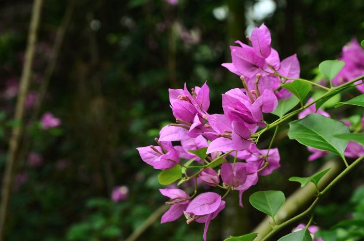 生肖|下半年开始，走大运，好运连发，求财得财，贵气足财源大发的生肖