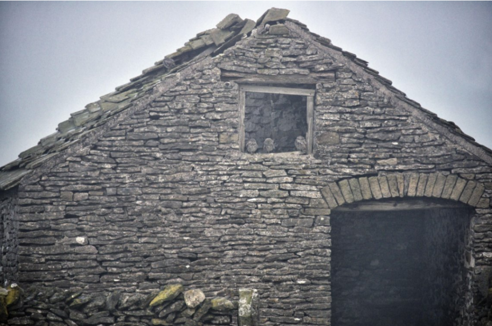 阿尔茨海默病|老年痴呆测试:5秒能找到图中的猫头鹰,大脑还还很健康