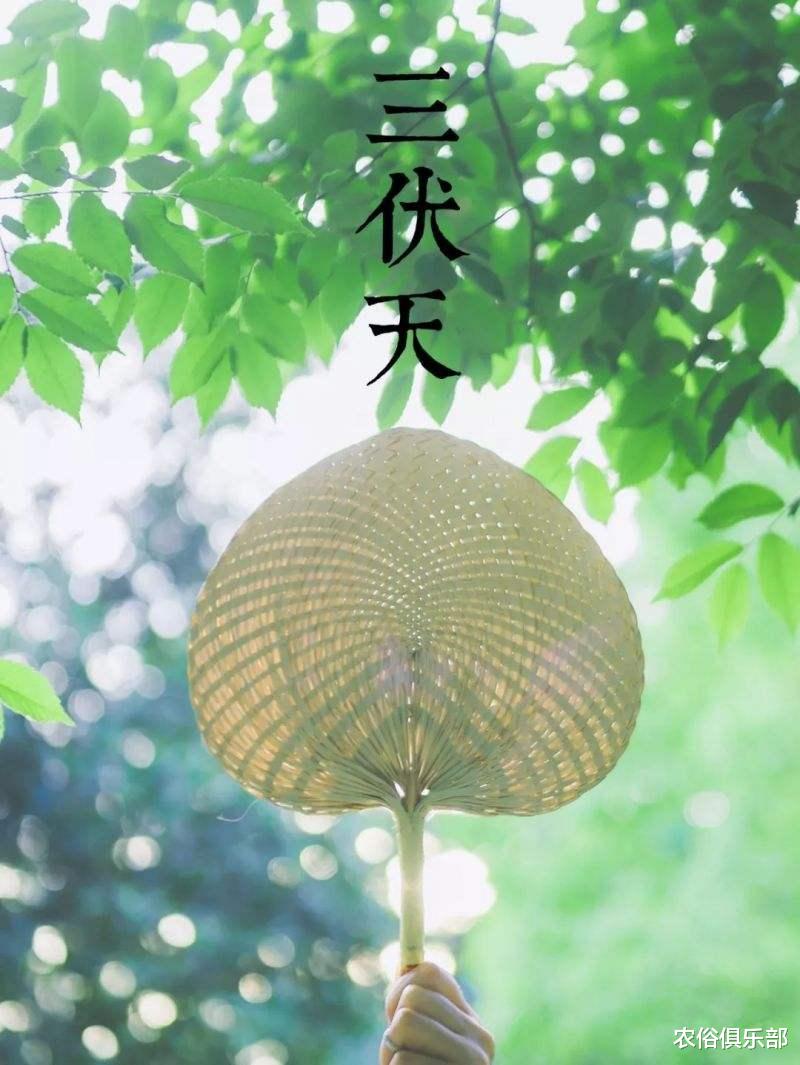 农俗俱乐部|7月16号入伏，40天的伏天，老农常说“入伏有6怕”是哪6怕呢？