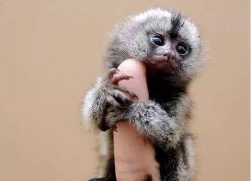 ：体型如人类手掌大的猴子，是最小灵长类，最大食物链天敌是鸟类！