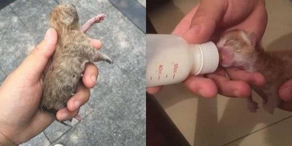 他们把垂死小奶猫偷渡进宿舍照顾，现在幸福肥成标准胖橘猫！