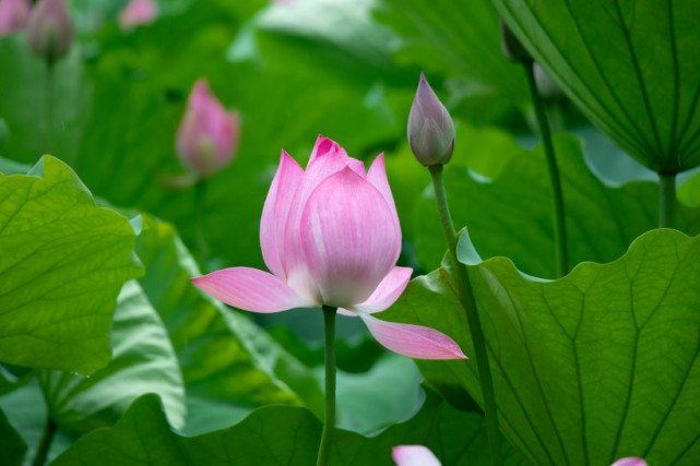 生肖▲7月开始事业腾达，好运“大丰收”，苦难熬出头的四大生肖