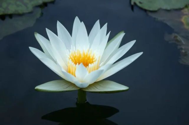 生肖|在近期,月色如潮,花开花落,四大生肖破镜又重圆,等来旧爱回头