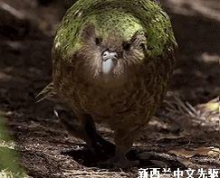 鳥中傻白甜，全球最胖，再度成為新西蘭年度“鳥王”……-圖6