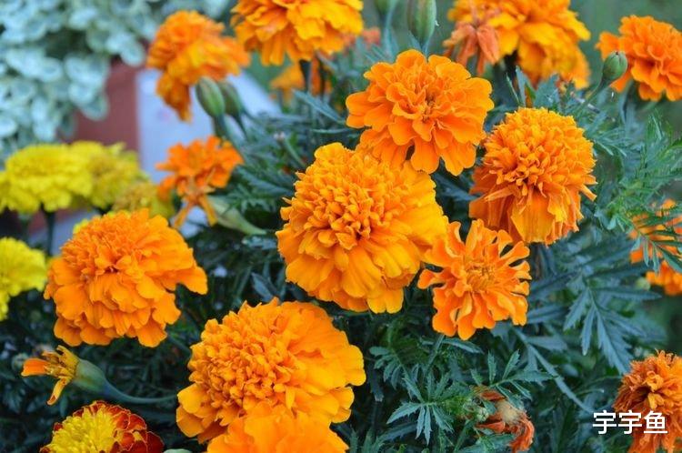 生肖|9月开始贵人入运，好运缠身，日子一帆风顺的4生肖