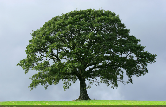 |活了3200年的“千年老树”，早在中国商朝就种下，如今长成怎么样？