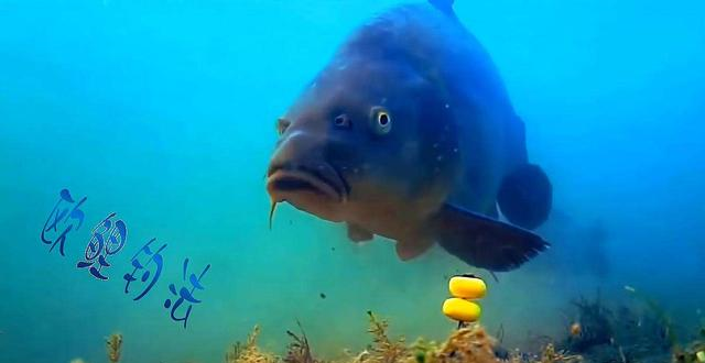 四川省|什么是反向离底钓?虽不常用,但钓鱼效果好