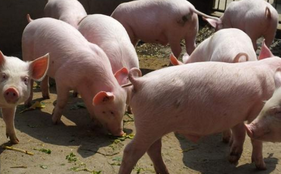 【李大霄】猪价下跌,生猪行情再次“变脸”,下半年猪市行情如何?答案来了