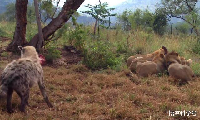『狮子』母狮一生中要经历多少次雄狮更替与丧子之痛?