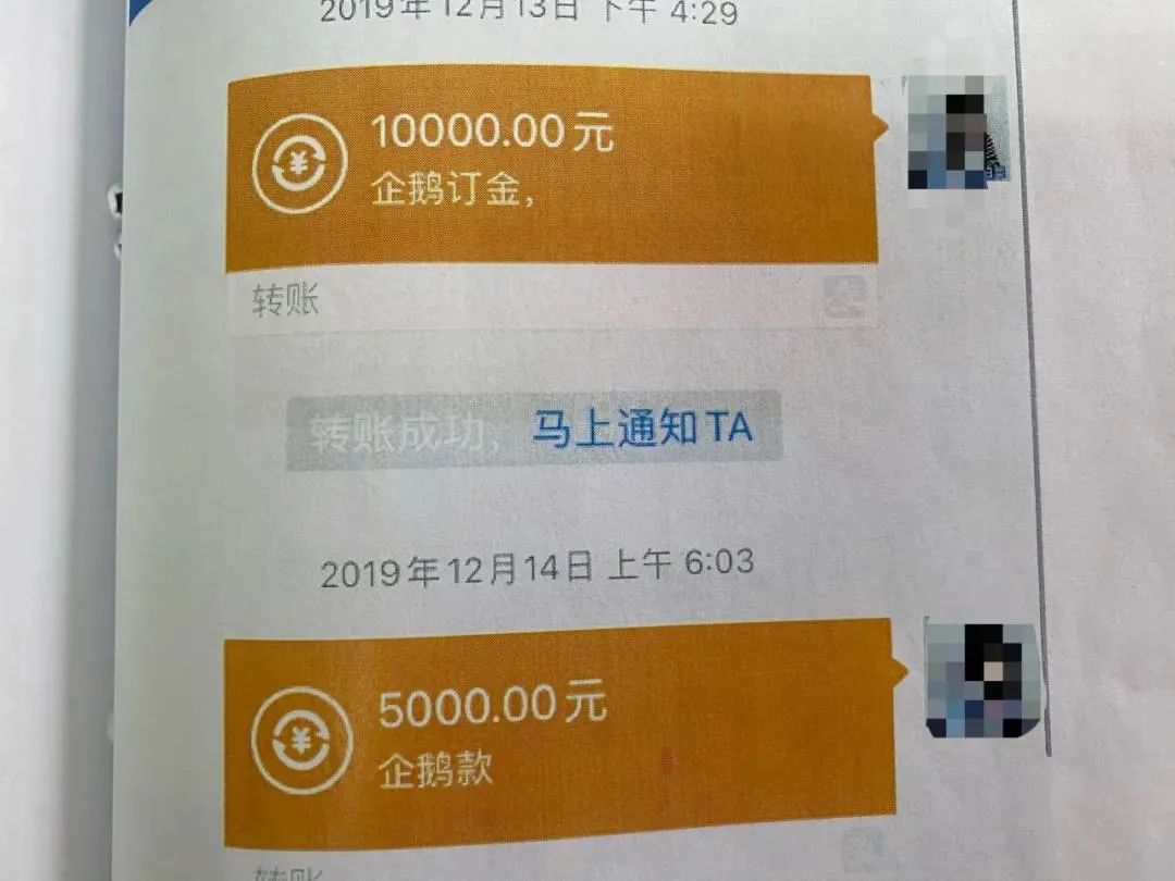 人民法院报|我就是卖了三只企鹅.....