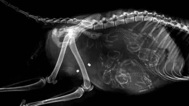 『脑死亡』看看这些动物怀孕的X光照, 终于知道鲨鱼为什么那么凶恶了