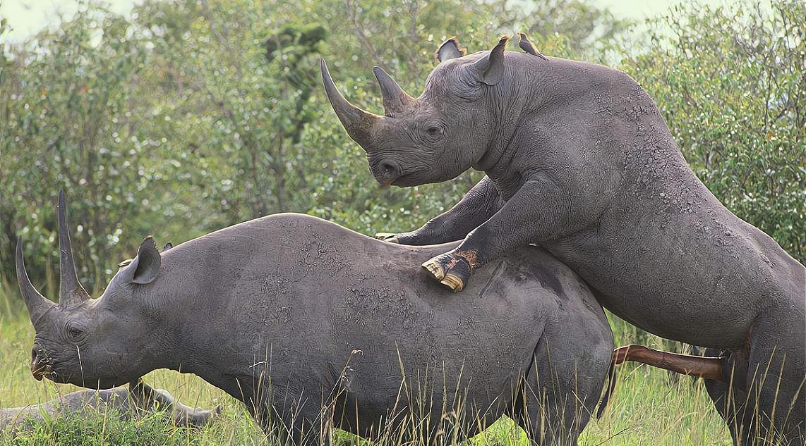 孕期|犀牛的孕期要三年吗？地球上唯二在脸上长角的动物，都有点“乱”