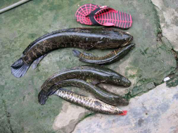 黑鱼|小时候掌握的几种钓鱼小窍门，能感同身受的，现在都已经人到中年